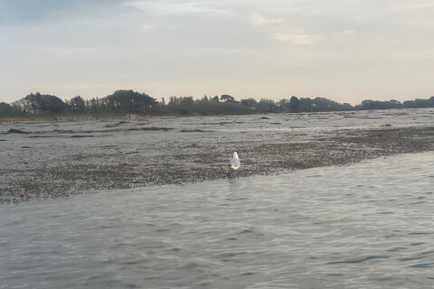Birdwatch Paddle